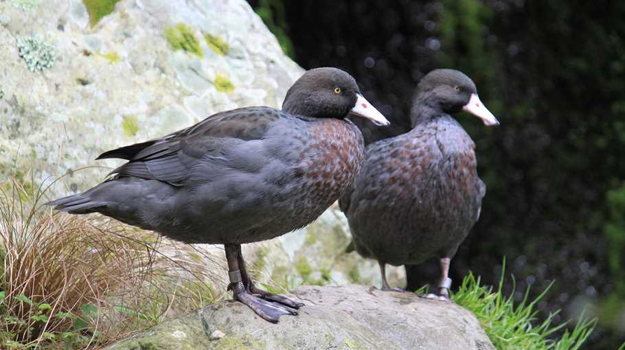 Staglands Wildlife Reserve - Whio Aviary - Pair of Whio Ducks