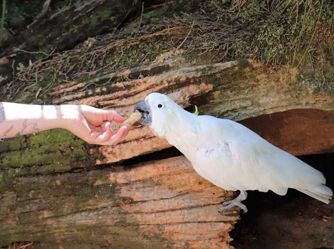 IMG 2454 Staglands Wildlife Reserve - Aviary - Feeding cockatoo